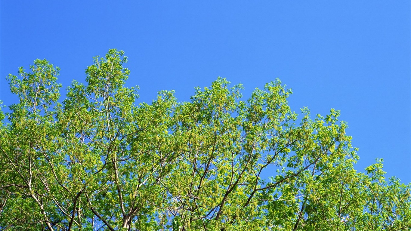 春色 自然風景壁紙 #2 - 1366x768