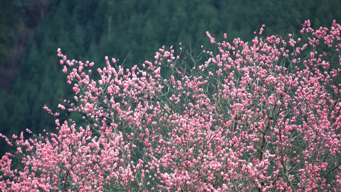 春色 自然風景壁紙 #6 - 1366x768