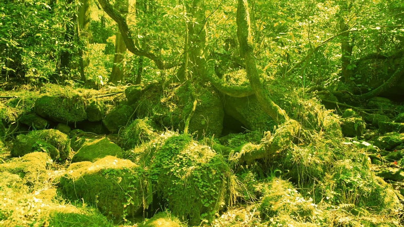 春色 自然風景壁紙 #8 - 1366x768