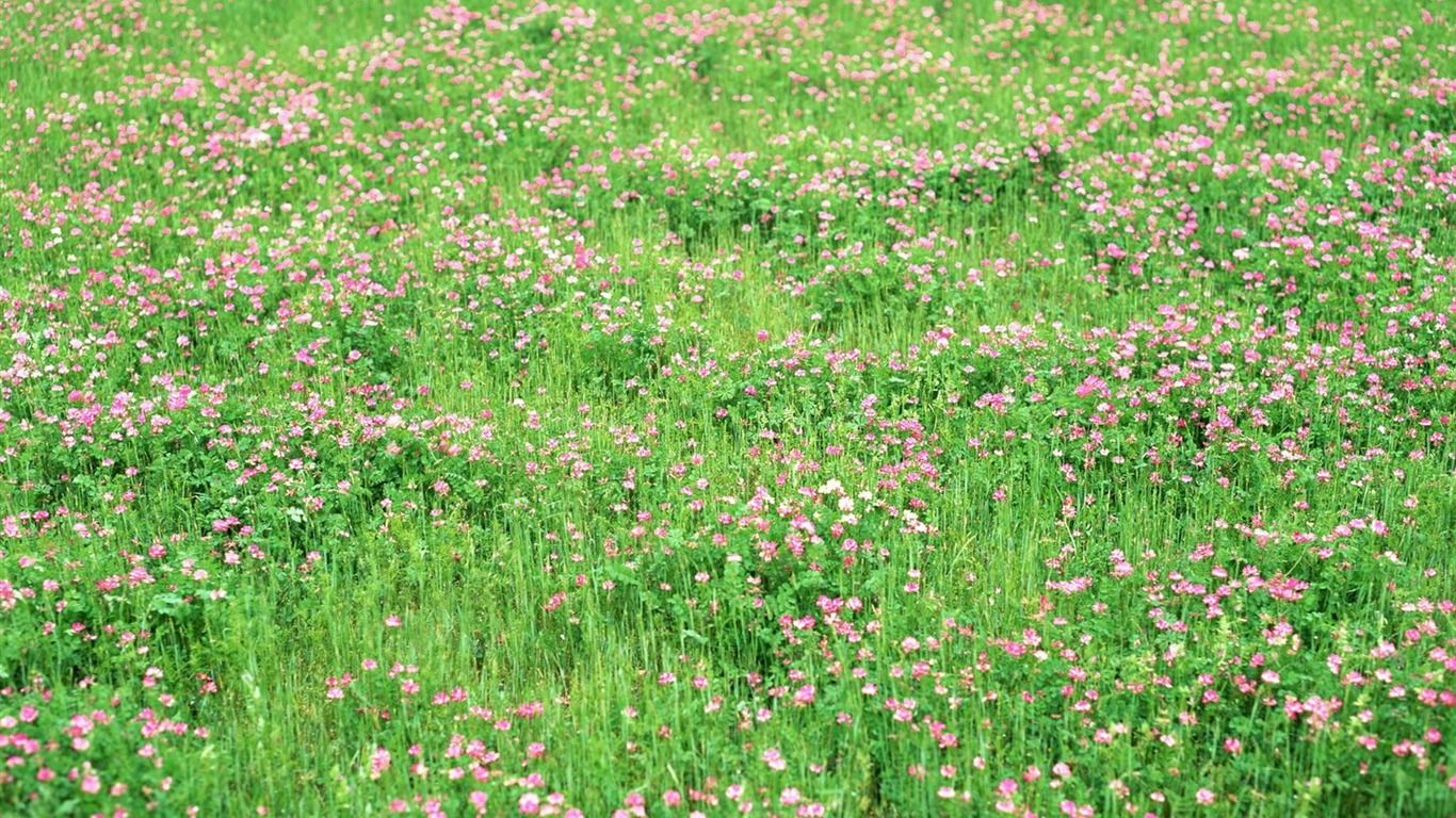 春色 自然風景壁紙 #14 - 1366x768