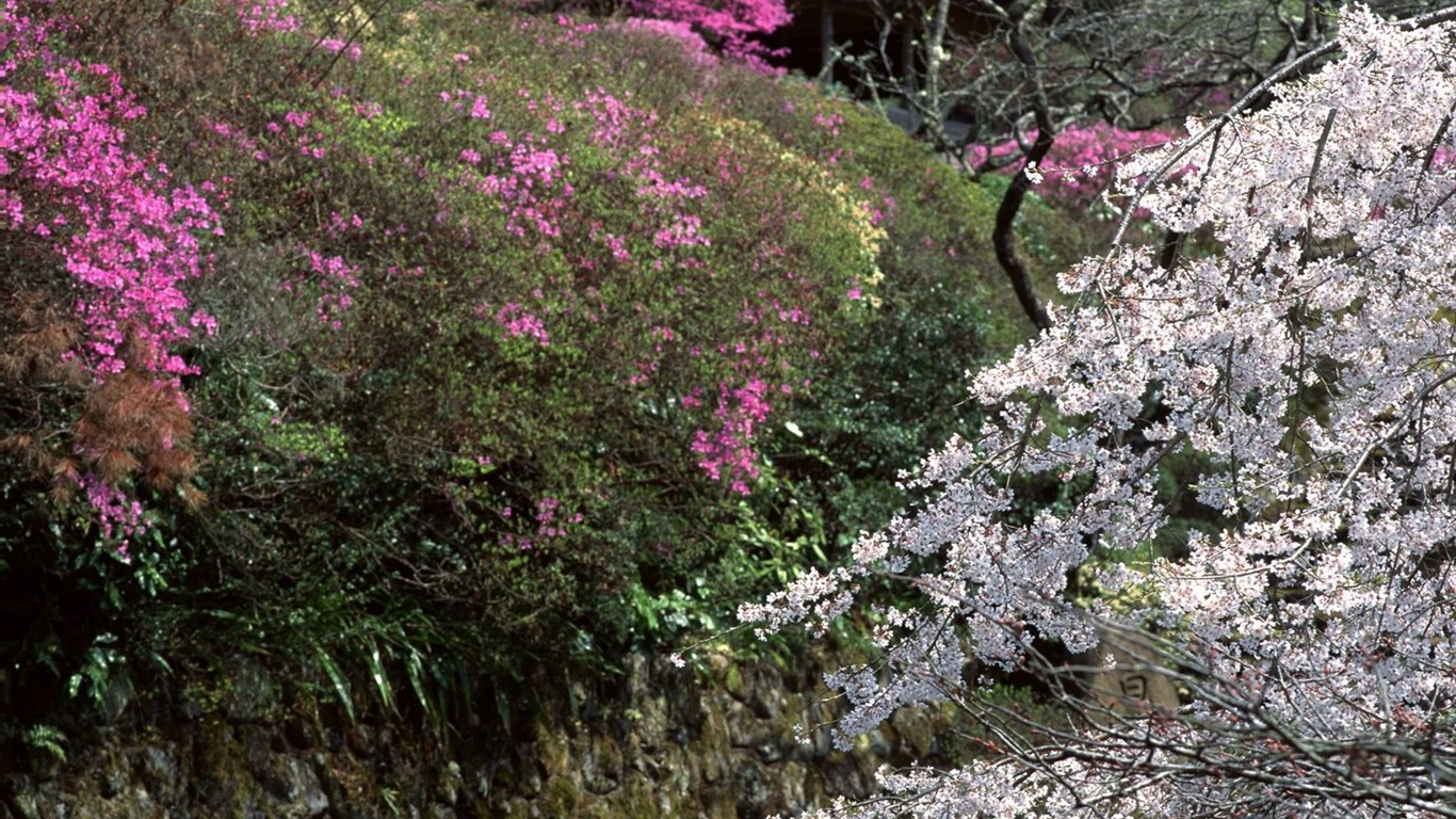春色 自然风景壁纸18 - 1366x768