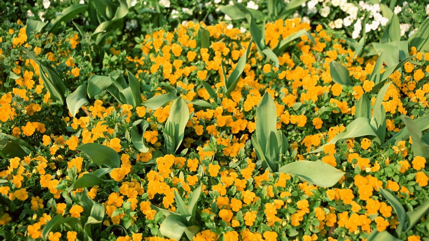 jarní přírodou na plochu #22 - 1366x768