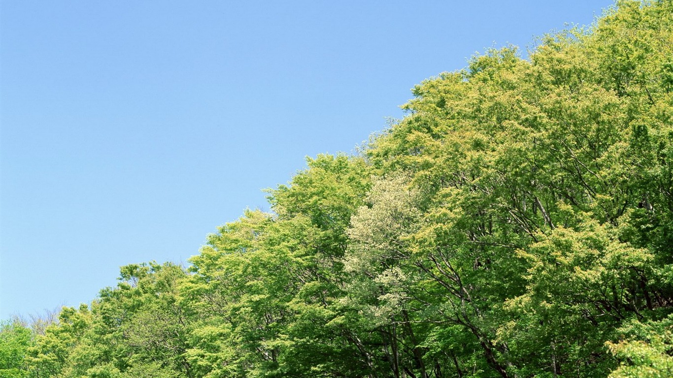 jarní přírodou na plochu #26 - 1366x768