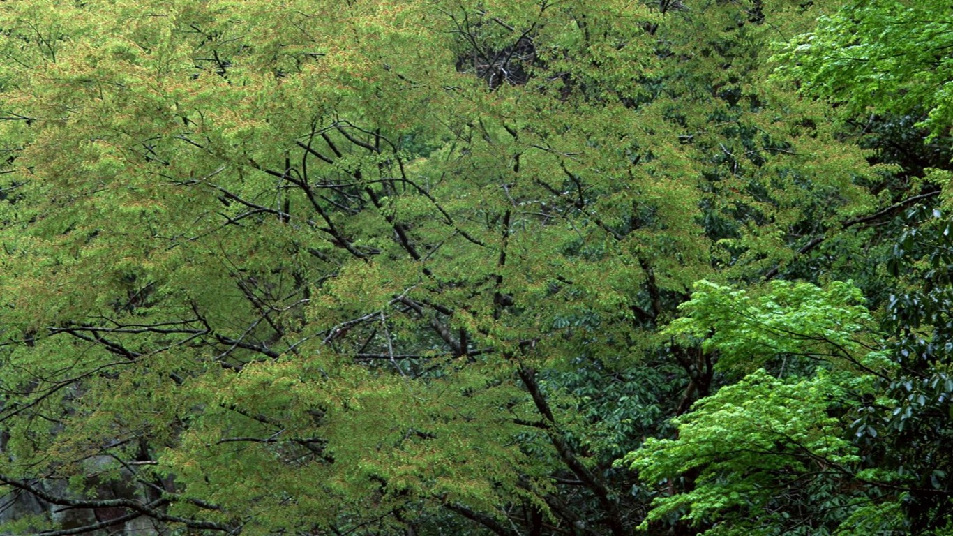 jarní přírodou na plochu #27 - 1366x768