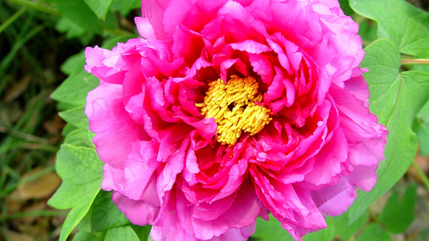花中皇后牡丹壁紙專輯 #5 - 1366x768