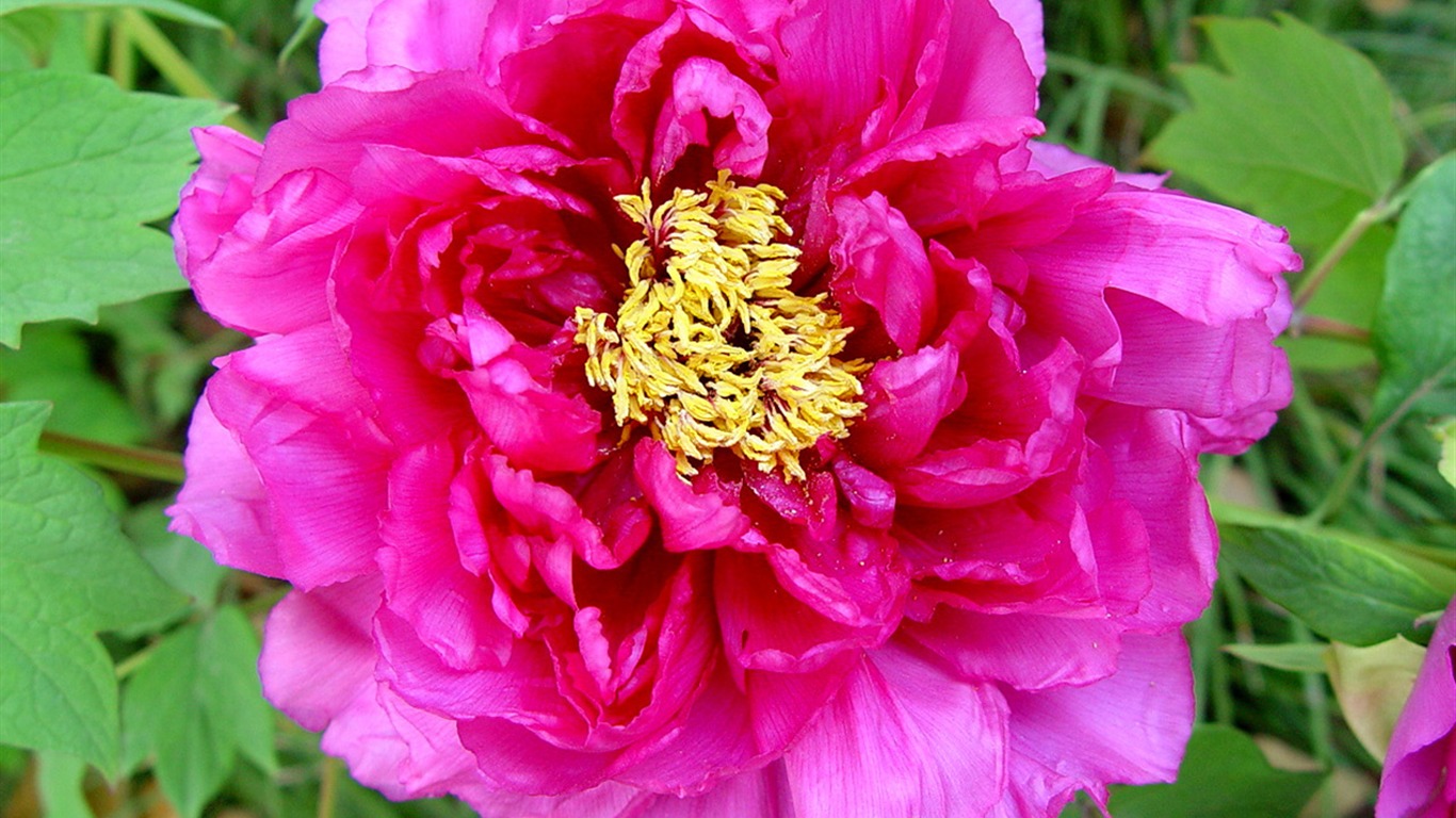 花中皇后牡丹壁紙專輯 #6 - 1366x768