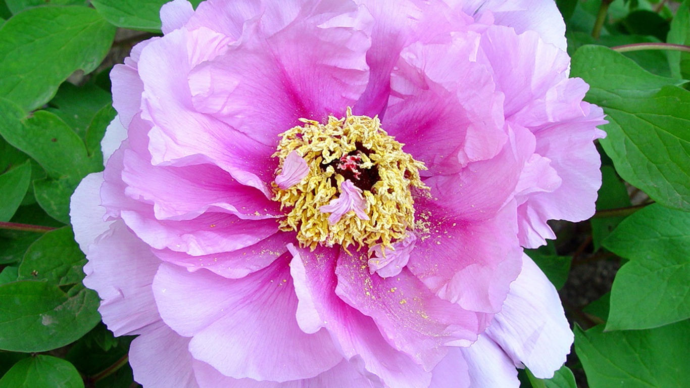花中皇后牡丹壁紙專輯 #7 - 1366x768