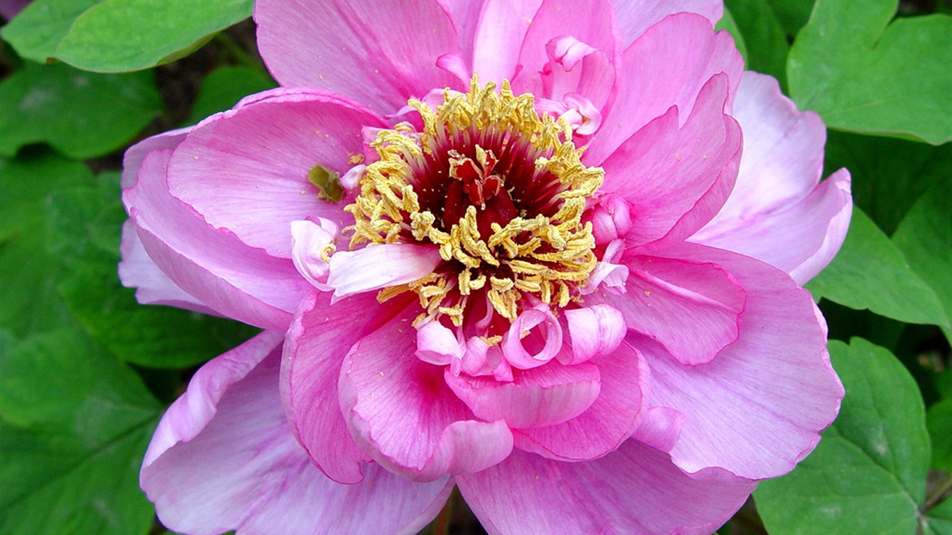 花中皇后牡丹壁紙專輯 #8 - 1366x768