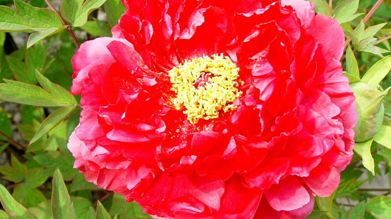 花中皇后牡丹壁紙專輯 #9 - 1366x768