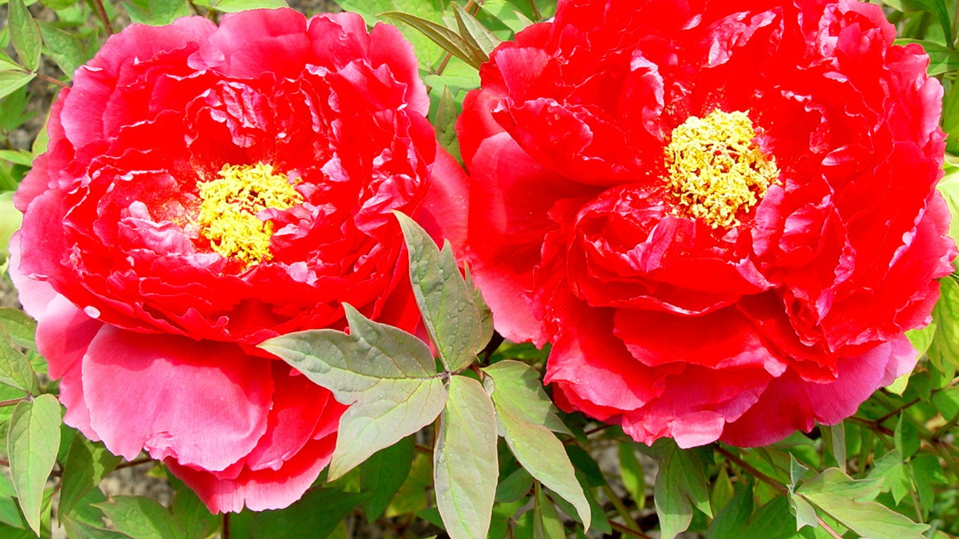 花中皇后牡丹壁紙專輯 #10 - 1366x768