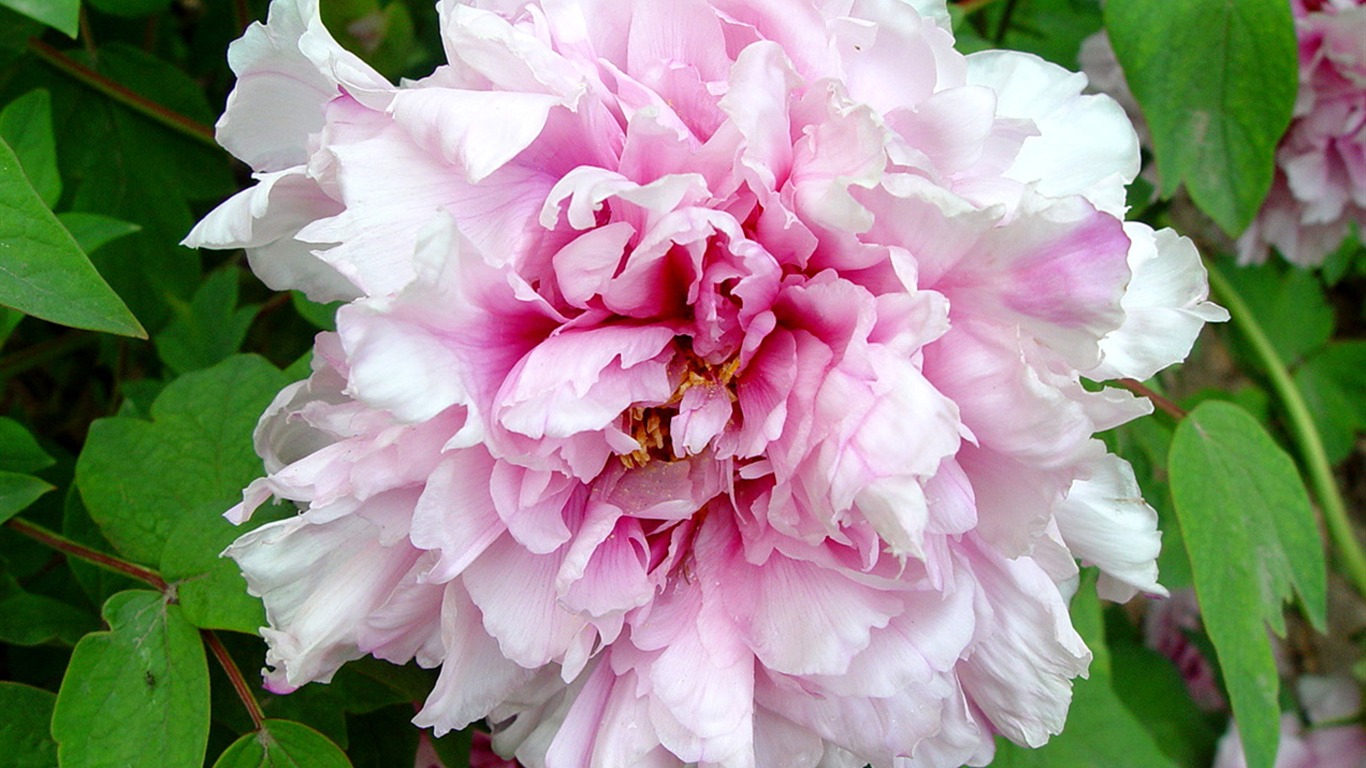 Queen Peony Flower Wallpapers #15 - 1366x768