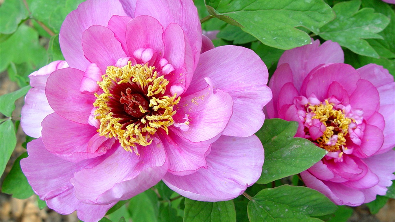 花中皇后牡丹壁紙專輯 #17 - 1366x768