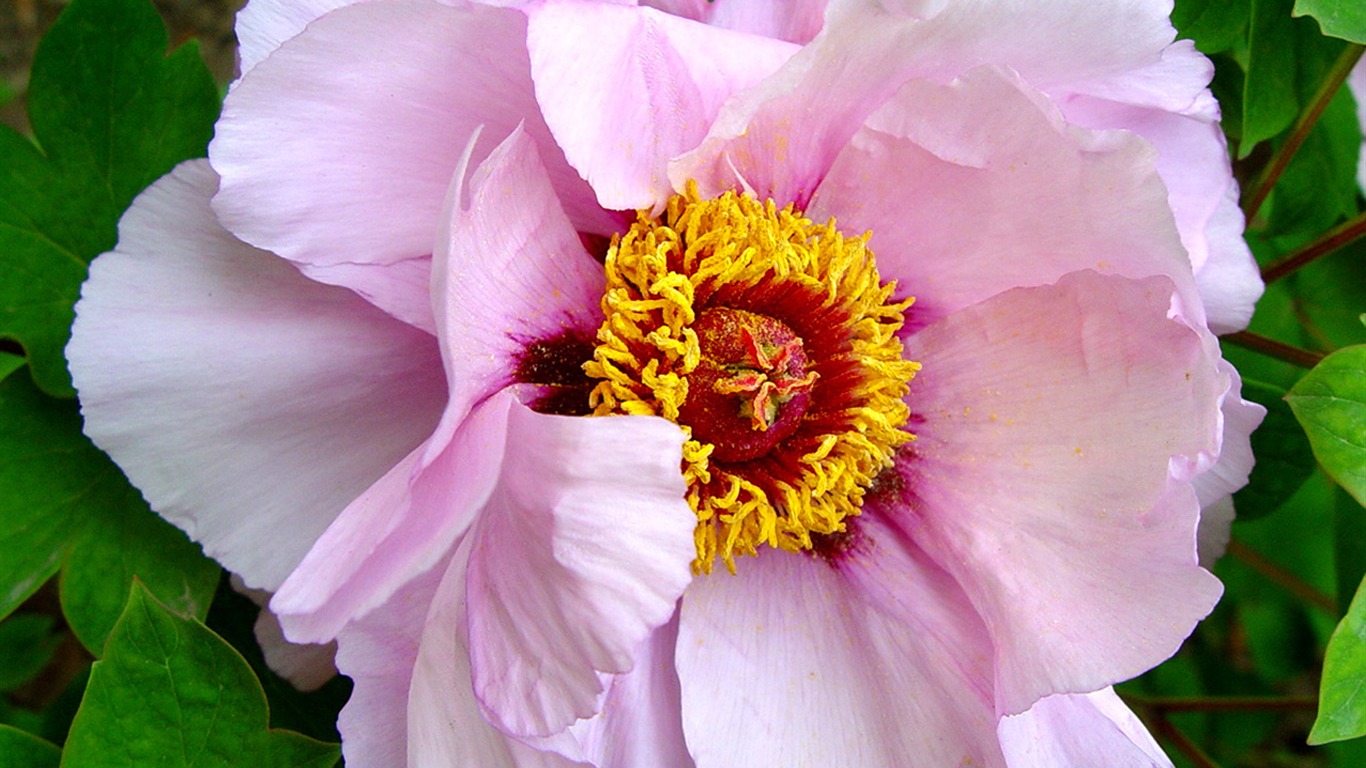 Fonds d'écran de la Reine fleur de pivoine #19 - 1366x768