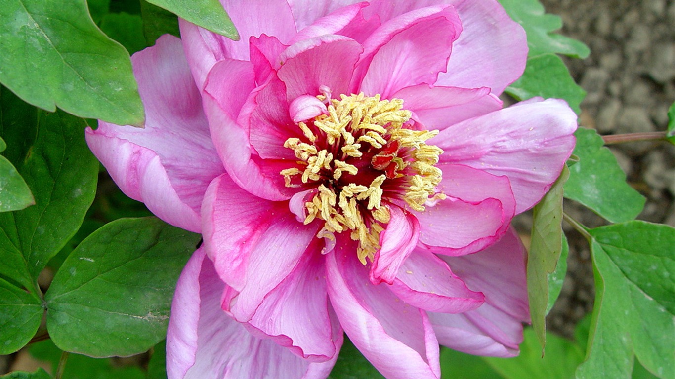 花中皇后牡丹壁紙專輯 #20 - 1366x768