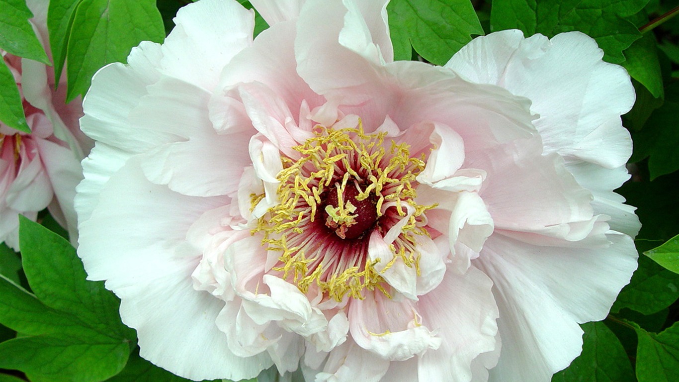 Queen Peony Flower Wallpapers #21 - 1366x768