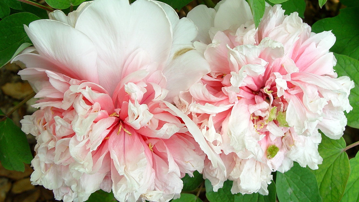 Fonds d'écran de la Reine fleur de pivoine #22 - 1366x768