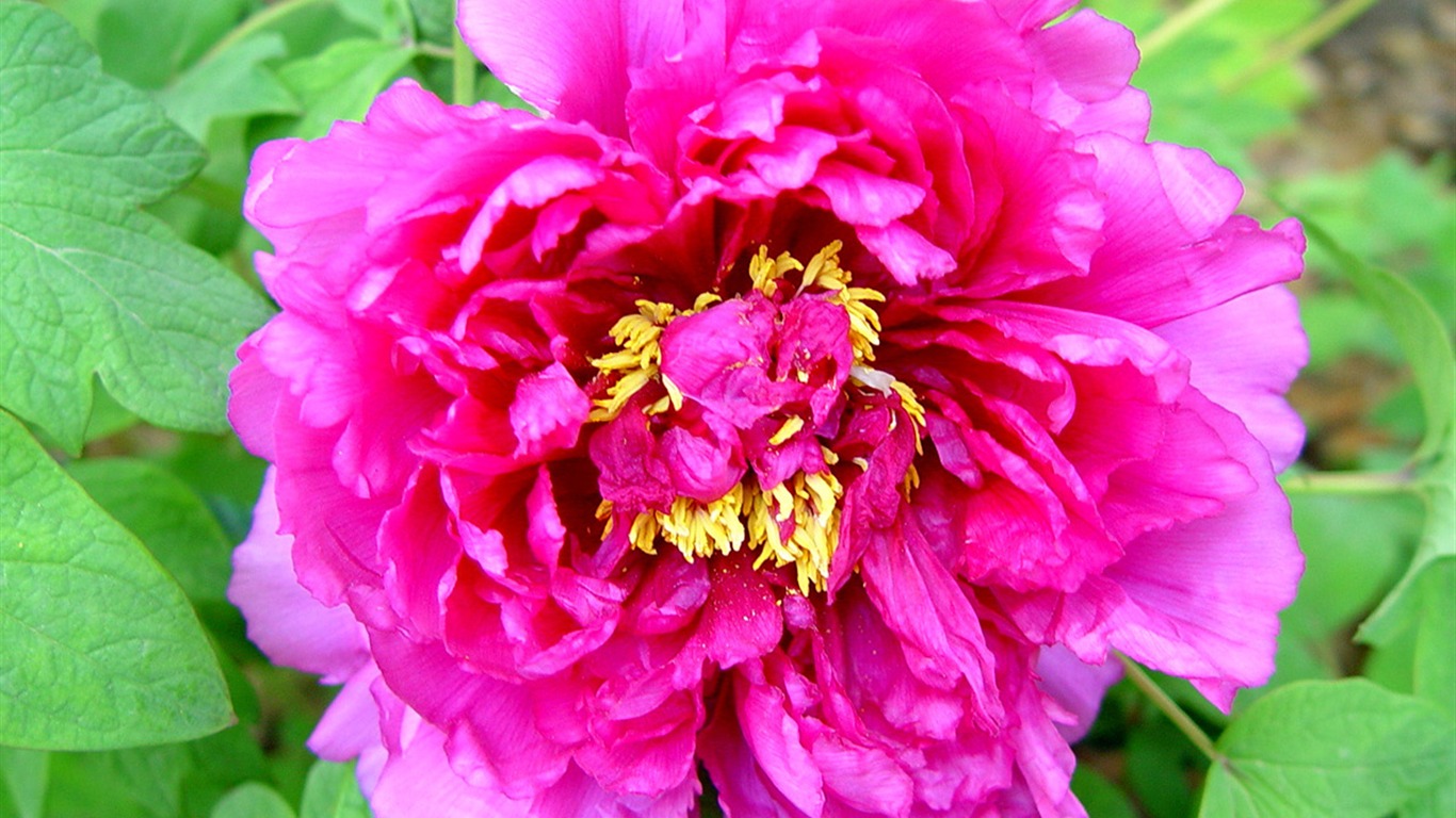 Queen Peony Flower Wallpapers #23 - 1366x768