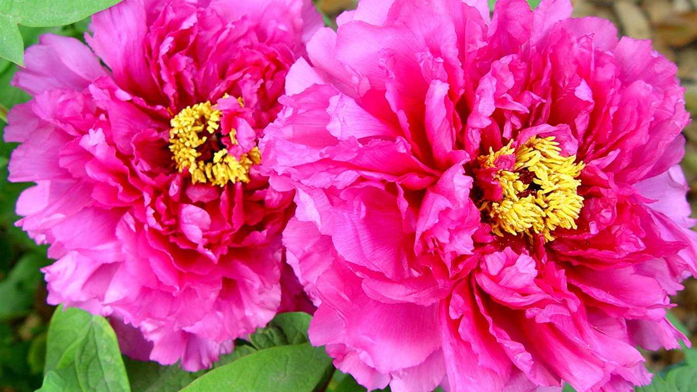 Fonds d'écran de la Reine fleur de pivoine #24 - 1366x768