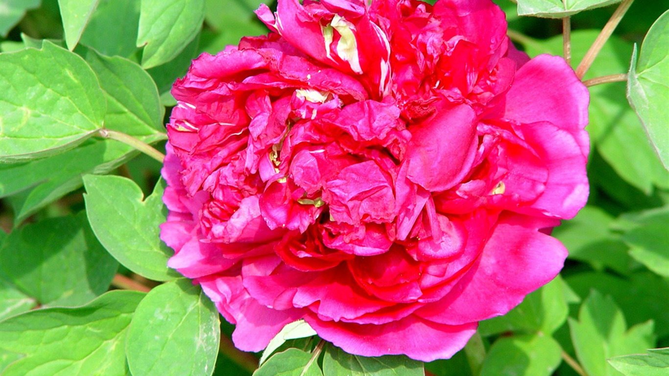 Queen Peony Flower Wallpapers #25 - 1366x768