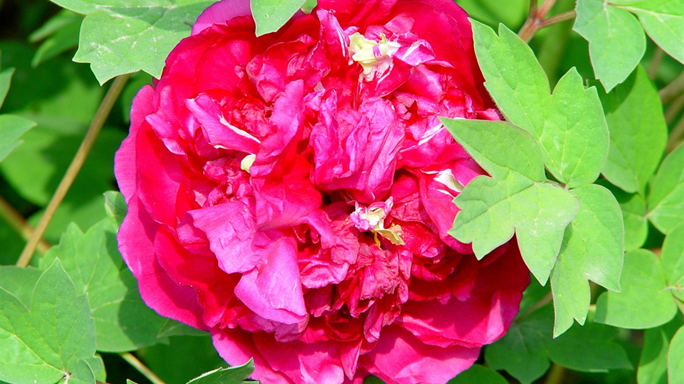 Fonds d'écran de la Reine fleur de pivoine #26 - 1366x768