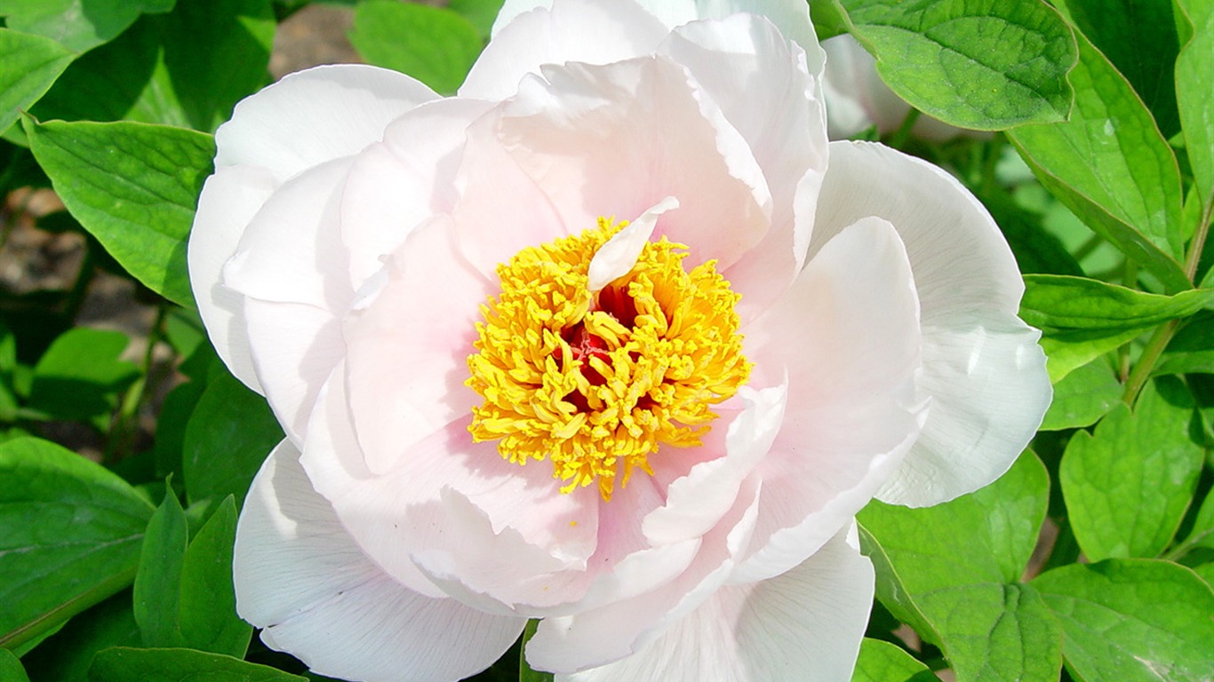 Fonds d'écran de la Reine fleur de pivoine #27 - 1366x768