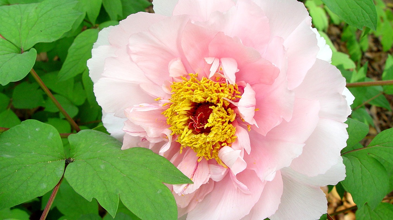 Fonds d'écran de la Reine fleur de pivoine #28 - 1366x768