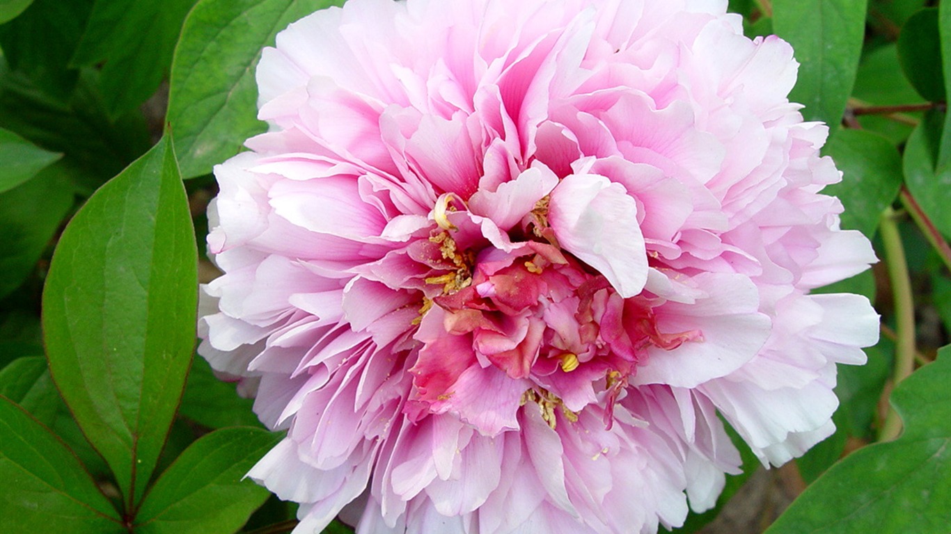 Fonds d'écran de la Reine fleur de pivoine #29 - 1366x768