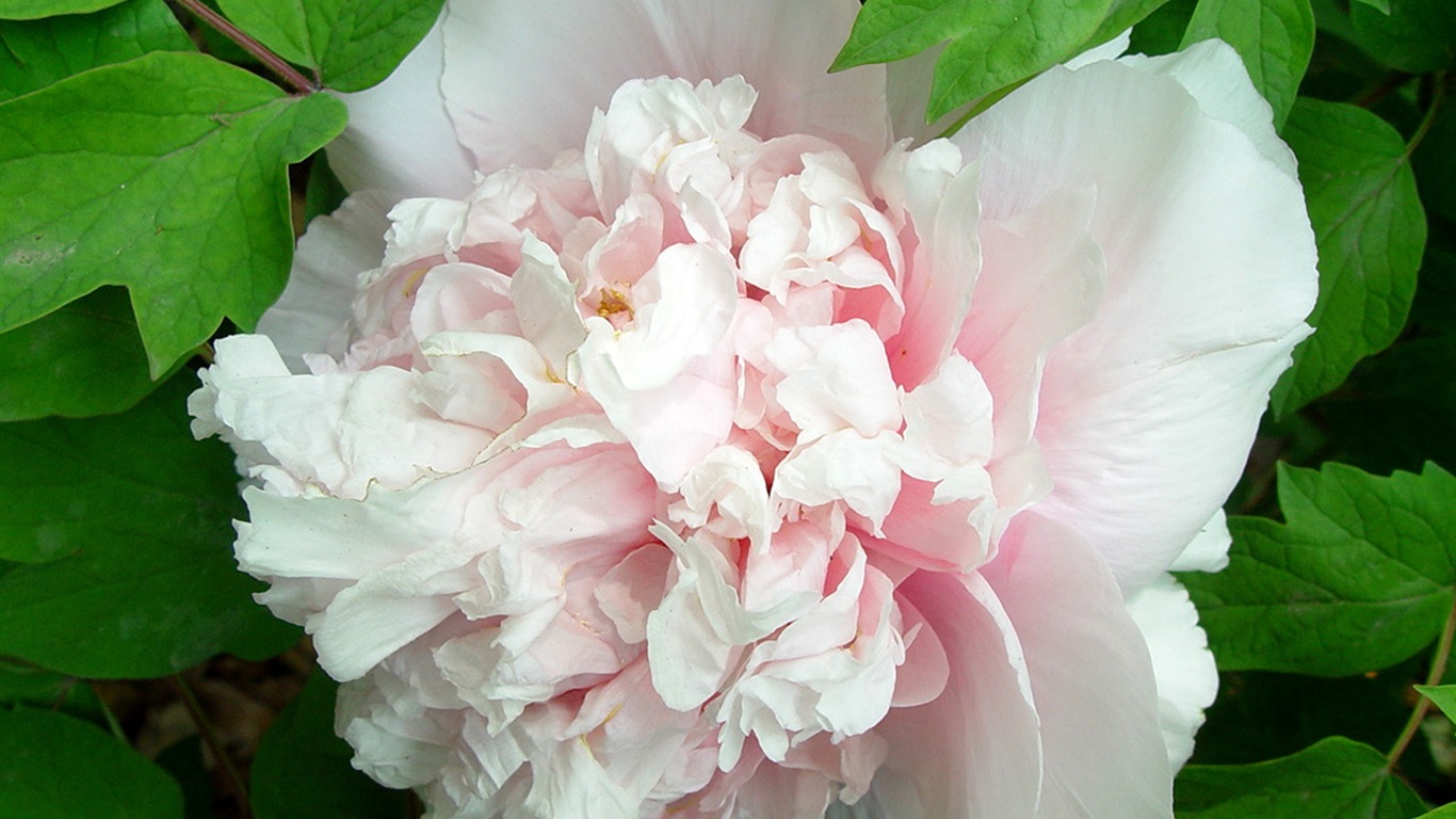 Fonds d'écran de la Reine fleur de pivoine #30 - 1366x768