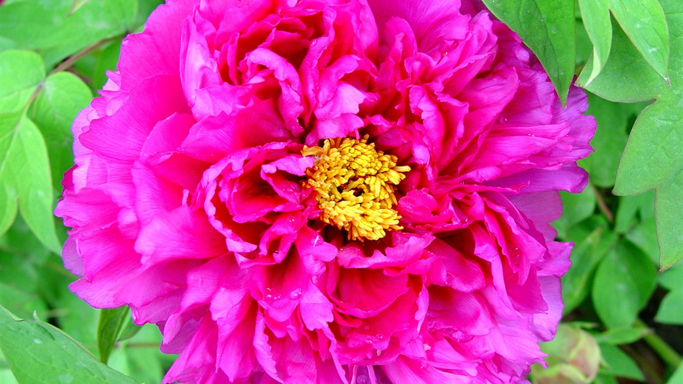 Queen Peony Flower Wallpapers #31 - 1366x768