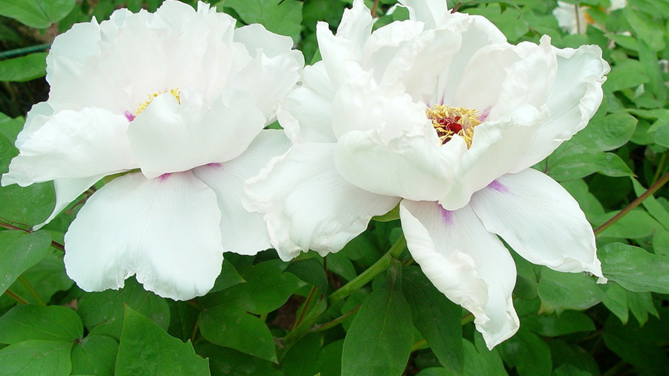 花中皇后牡丹壁紙專輯 #32 - 1366x768