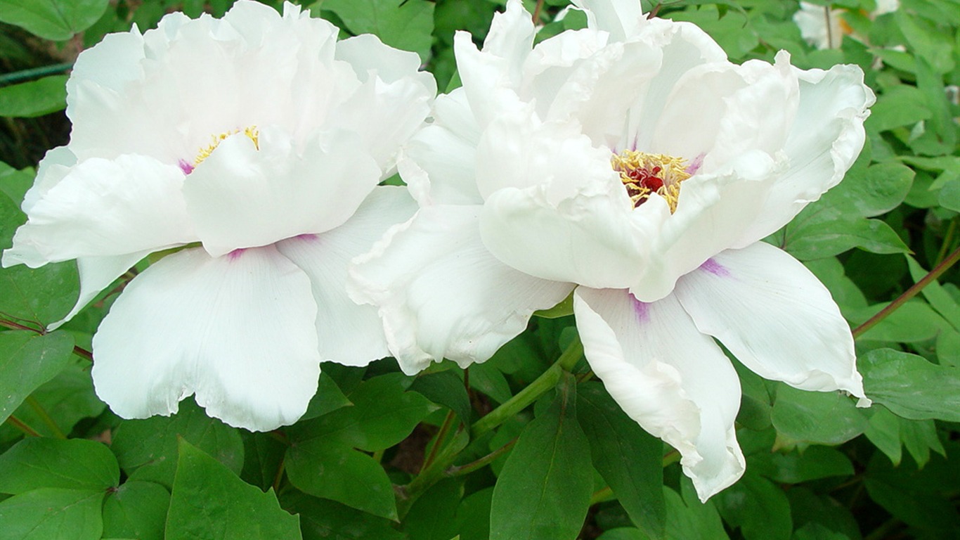 Fonds d'écran de la Reine fleur de pivoine #32 - 1366x768