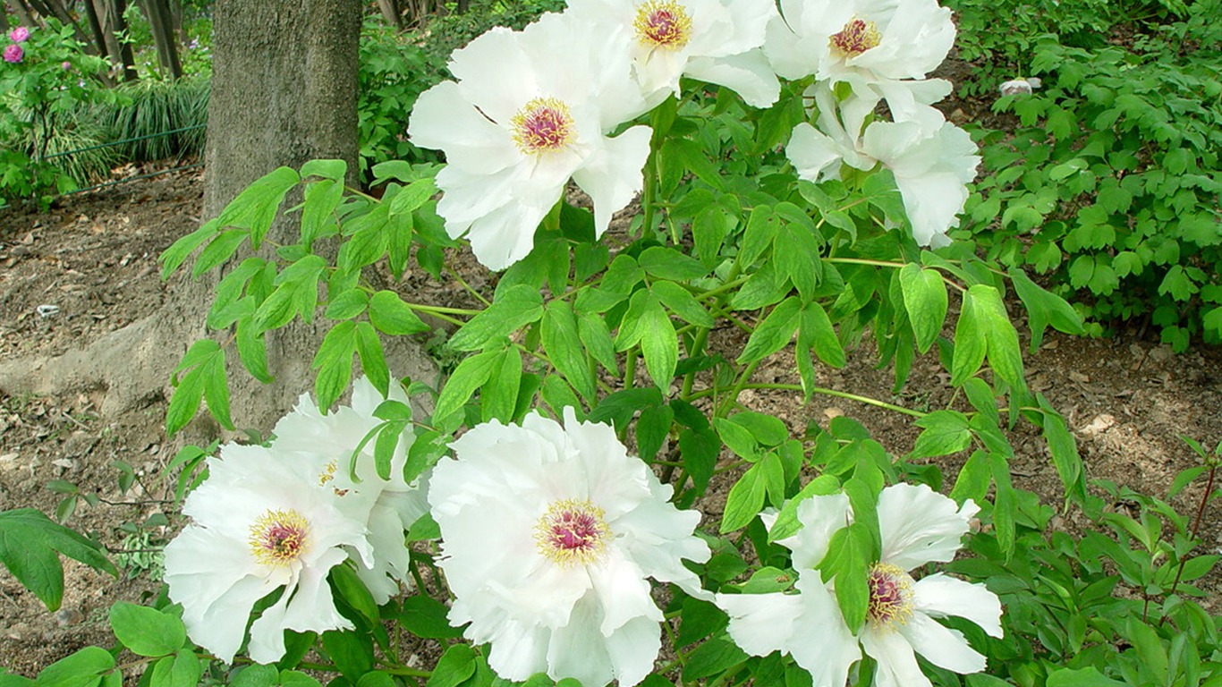 Fonds d'écran de la Reine fleur de pivoine #34 - 1366x768