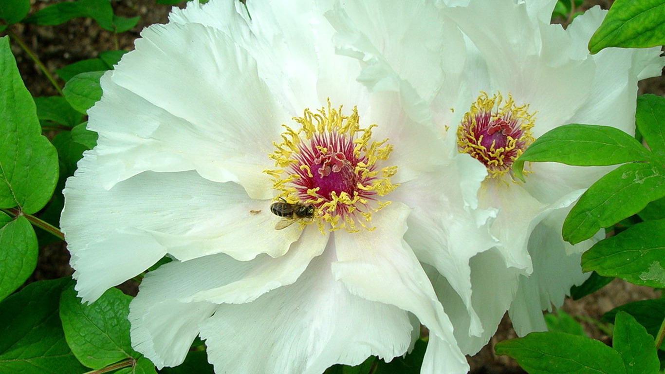 Fonds d'écran de la Reine fleur de pivoine #35 - 1366x768