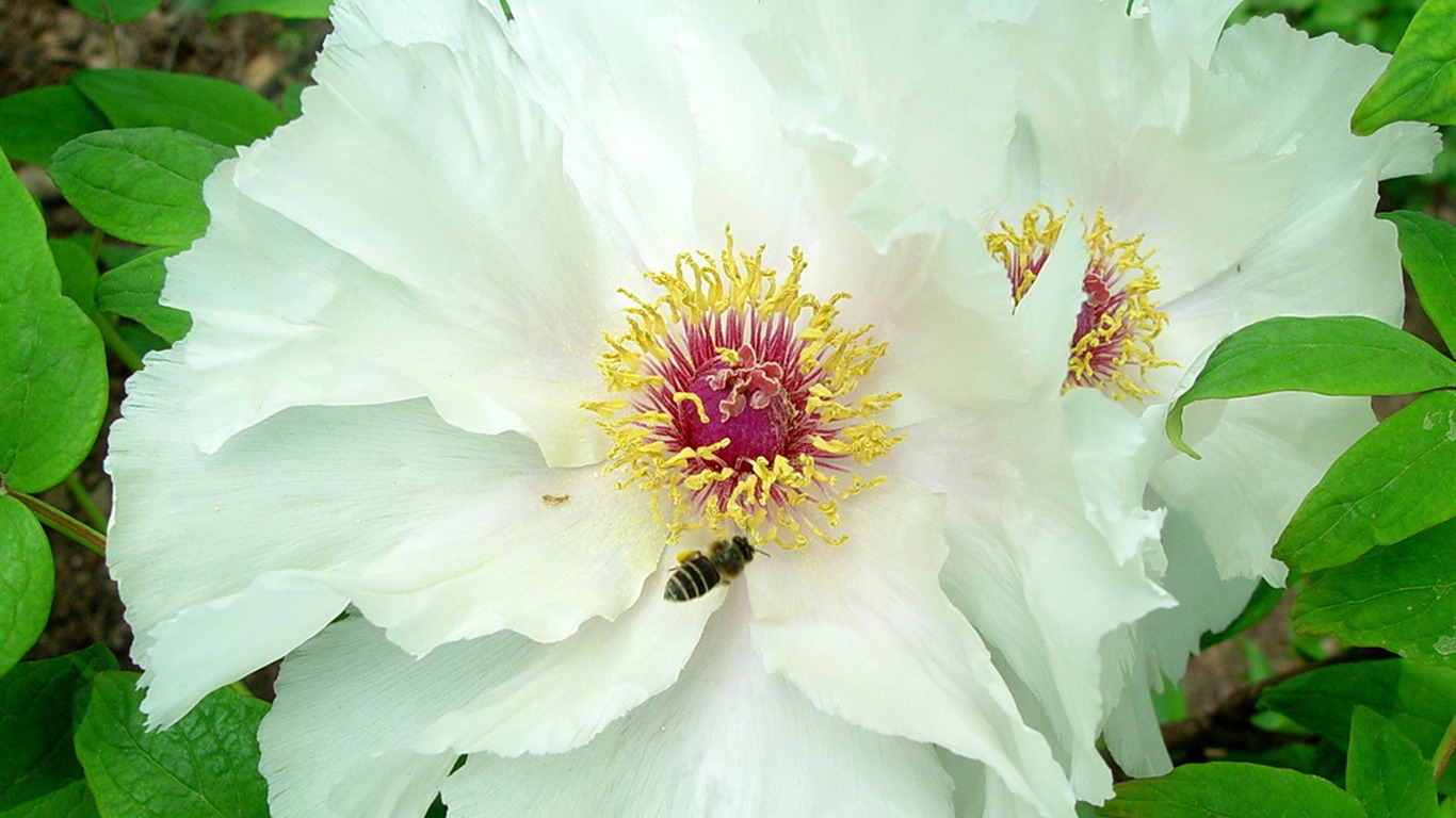 Queen Peony Flower Wallpapers #36 - 1366x768