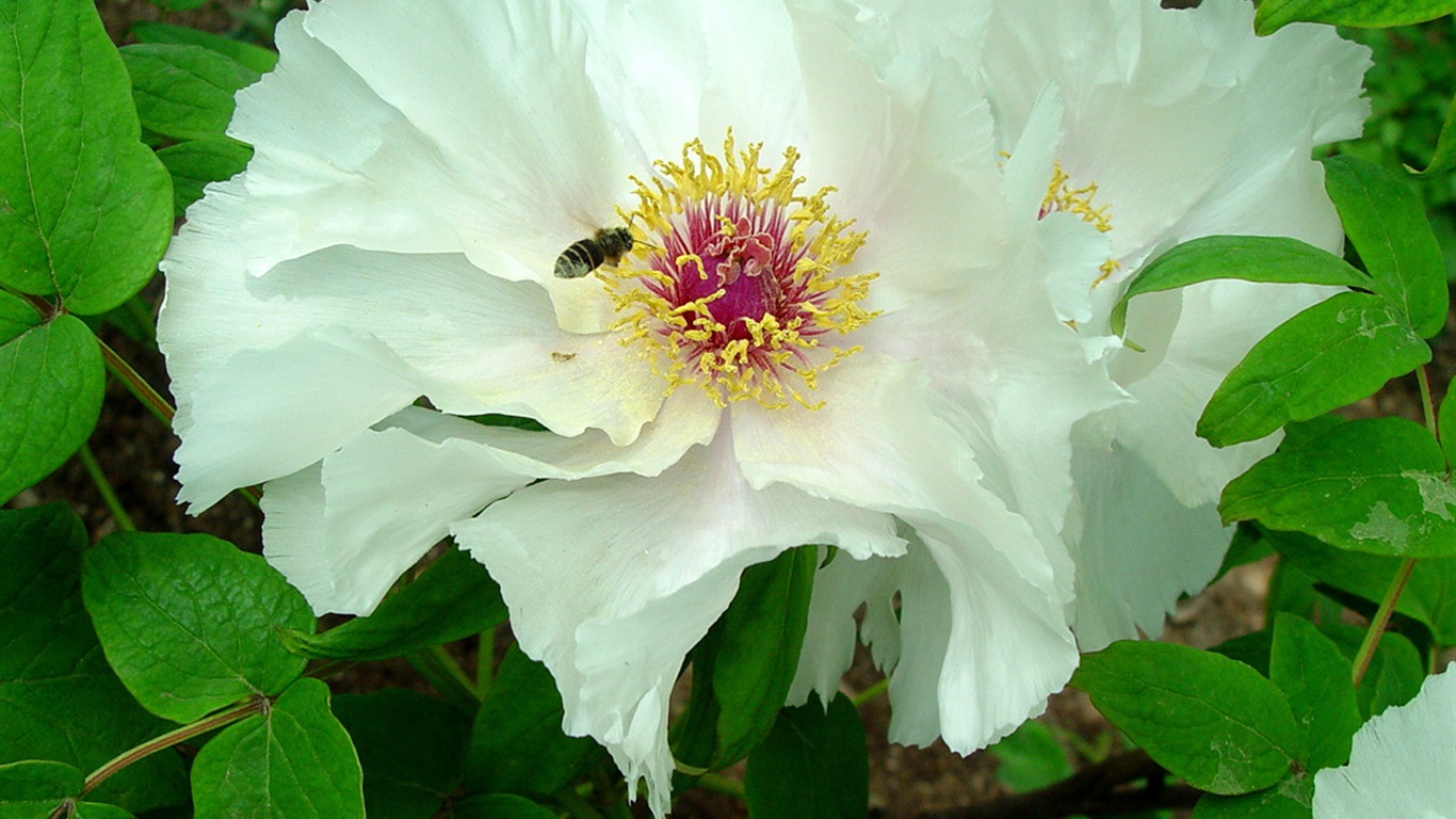 Fonds d'écran de la Reine fleur de pivoine #37 - 1366x768