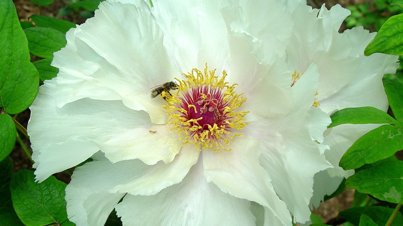 Fonds d'écran de la Reine fleur de pivoine #38 - 1366x768