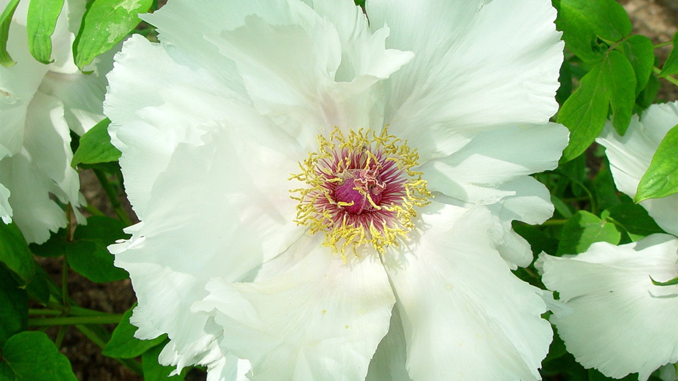 花中皇后牡丹壁紙專輯 #39 - 1366x768