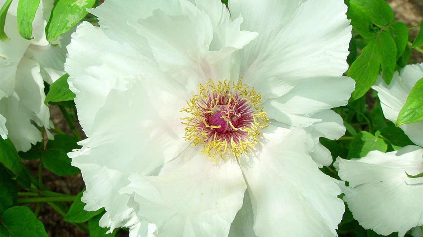 Fonds d'écran de la Reine fleur de pivoine #39 - 1366x768