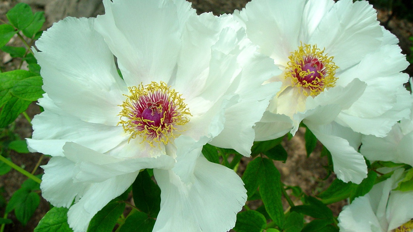 Queen Peony Flower Wallpapers #40 - 1366x768