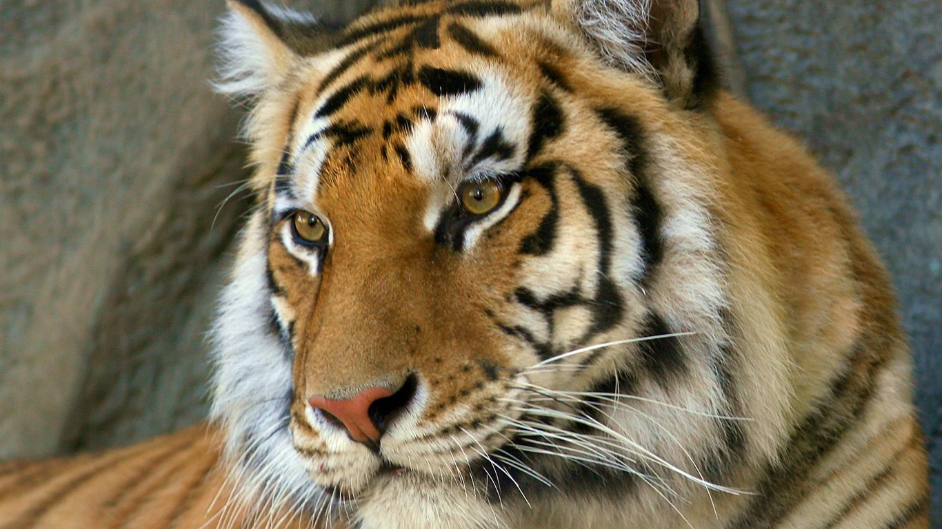 Tiger Foto Wallpaper #7 - 1366x768