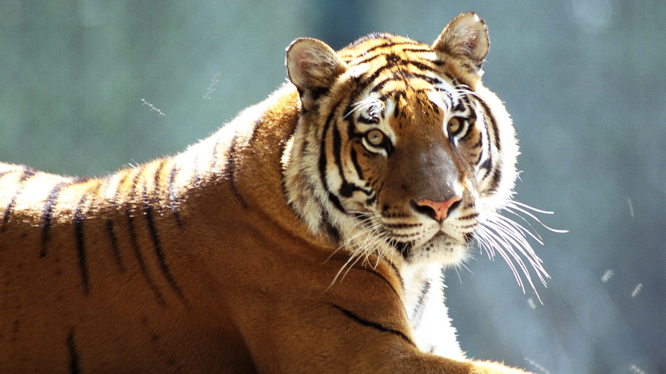 Tiger Foto Wallpaper #14 - 1366x768
