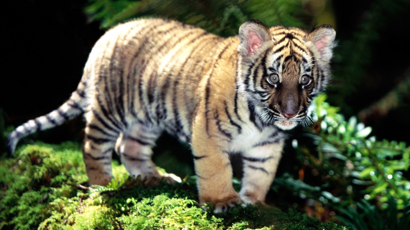 Tiger Photo Wallpaper #19 - 1366x768