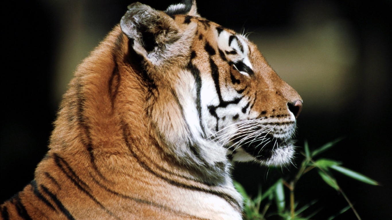 Tiger Foto Wallpaper #20 - 1366x768