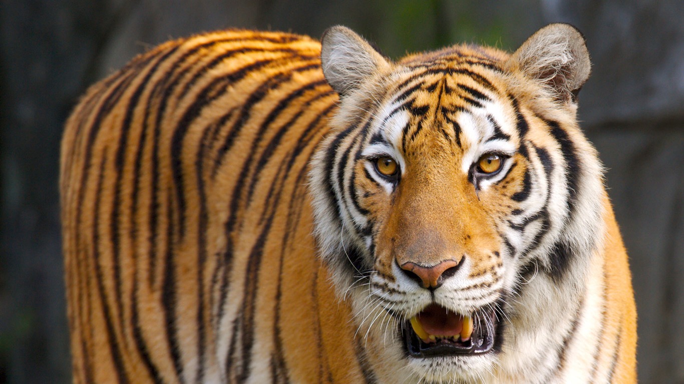 Tiger Foto Wallpaper #21 - 1366x768