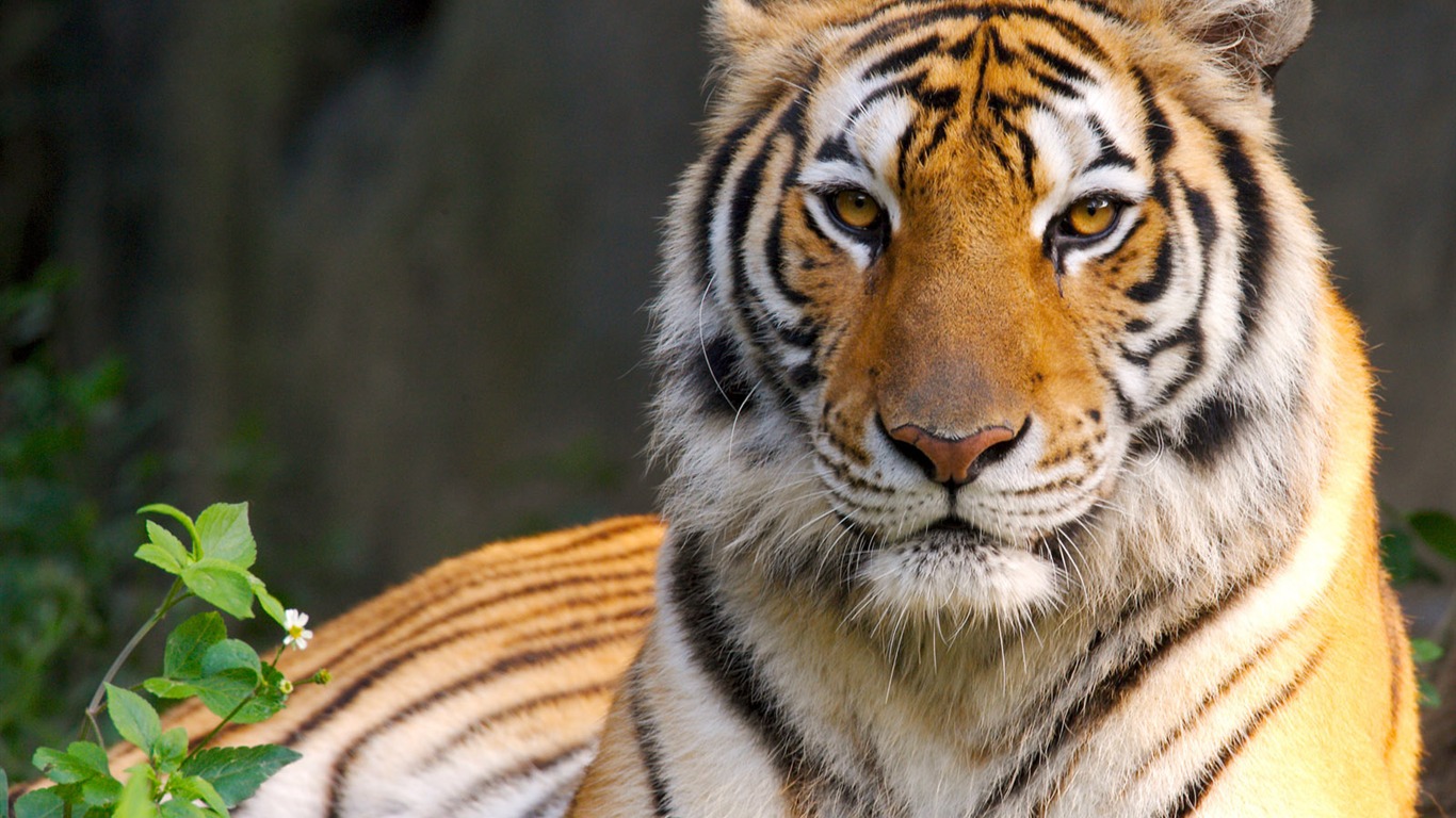 Tiger Foto Wallpaper #22 - 1366x768