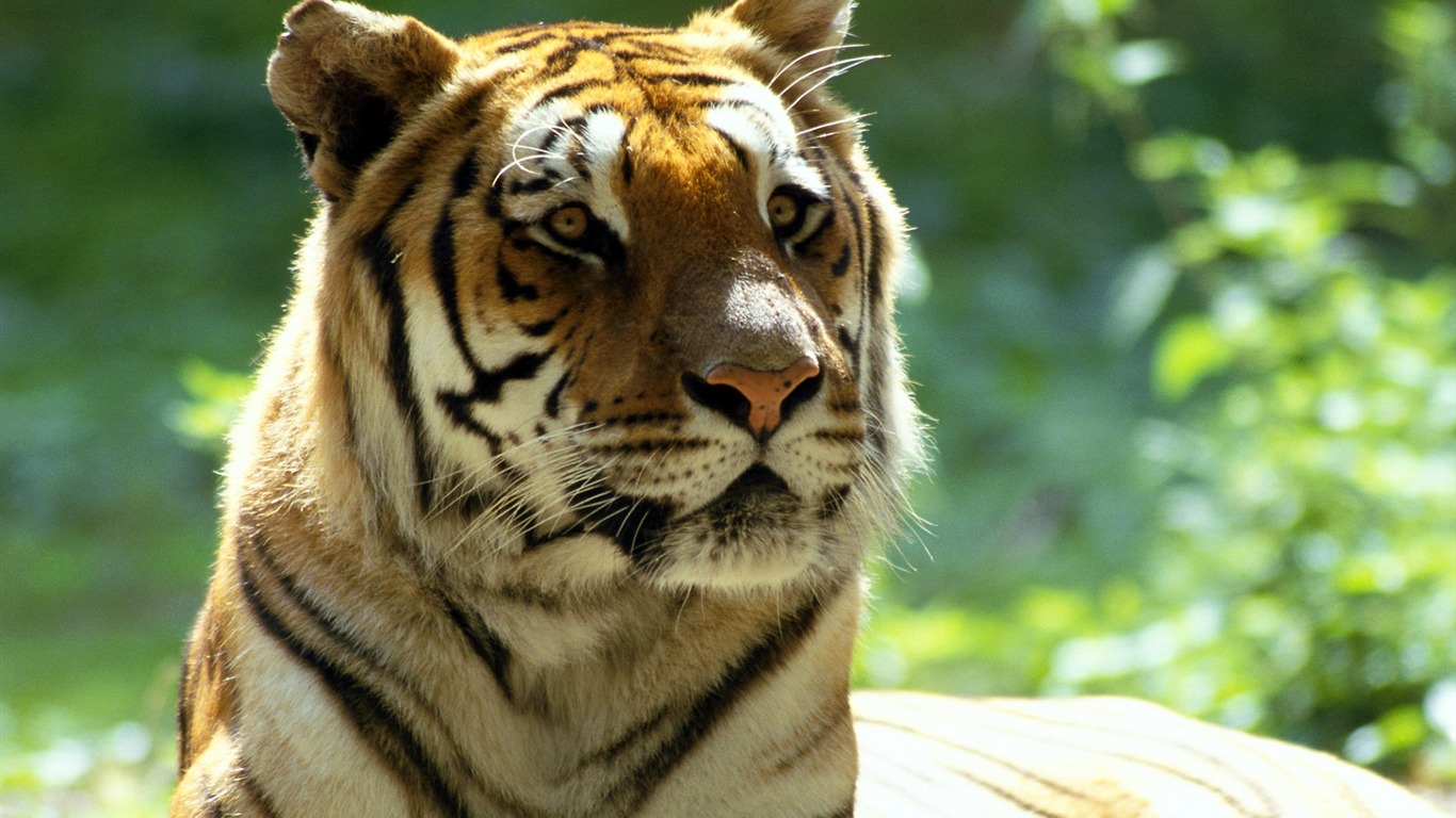 Foto Wallpaper Tigre #24 - 1366x768