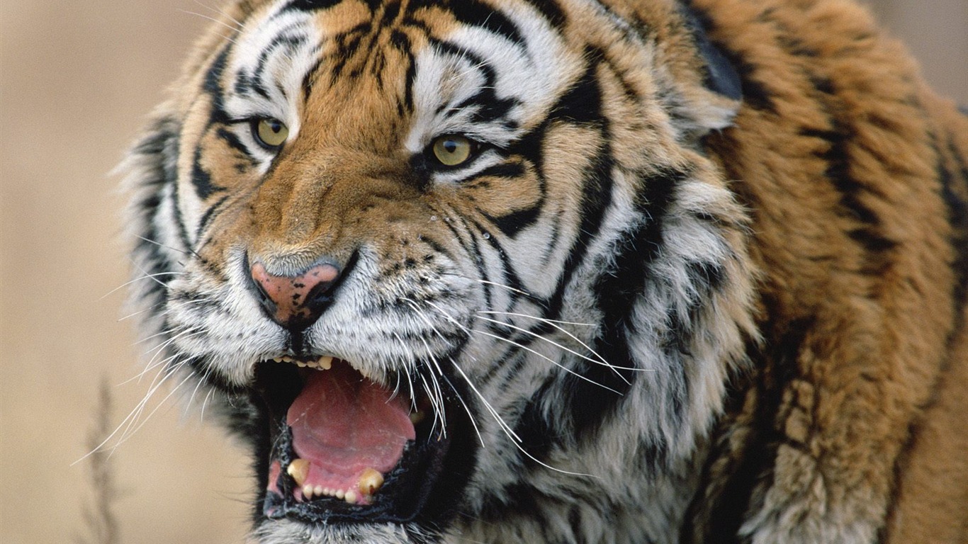 Tiger Photo Wallpaper #25 - 1366x768