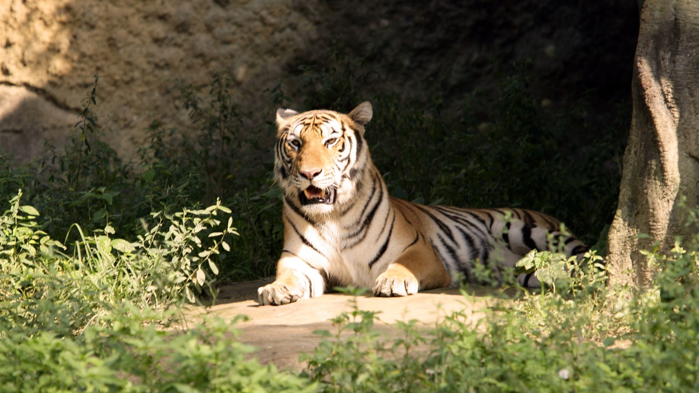 Fond d'écran Photo Tiger #26 - 1366x768