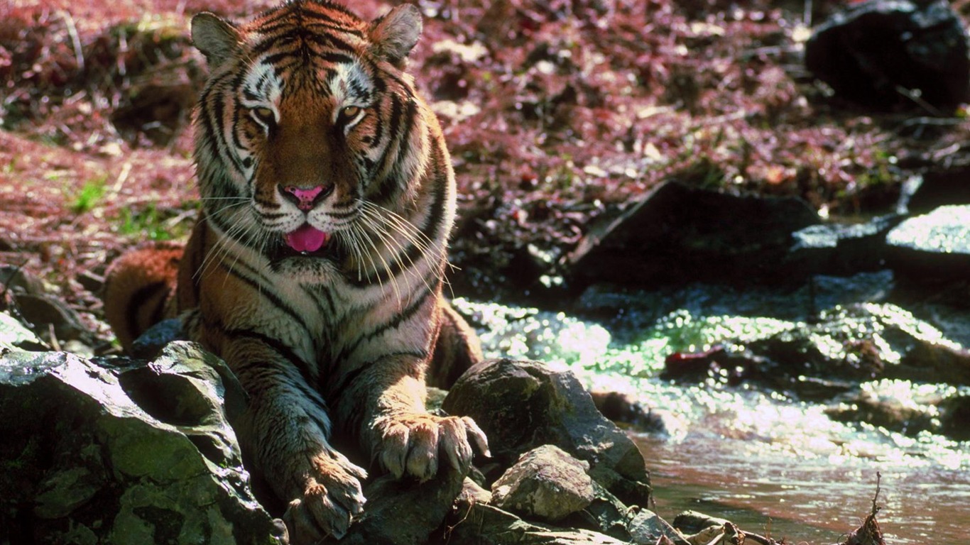 Tiger Foto Wallpaper #28 - 1366x768