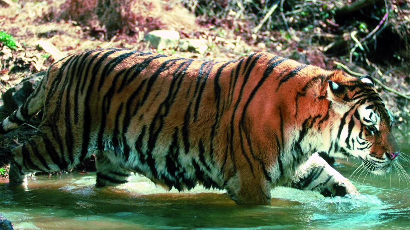 Tiger Photo Wallpaper #29 - 1366x768